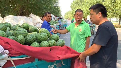 韩寺今日小吊瓜行情,丰收喜人，价格稳定，农户笑开颜”