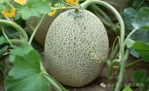 海南尖椒今日价格行情哈密瓜,今日价格行情一览”