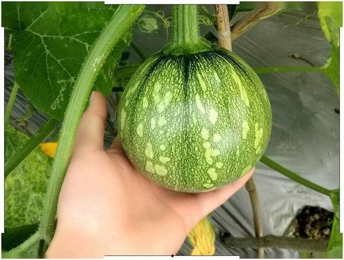 娱乐小葱花吃瓜视频,揭秘娱乐圈幕后故事